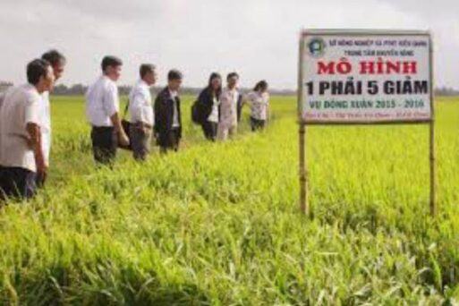 Trung tâm Khuyến nông tỉnh Kiên Giang – Đồng hành phát triển cùng Tam nông